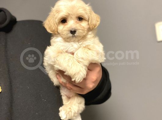 Çi̇ftli̇ği̇mi̇zden Malti̇poo Bebekler Anti̇alerji̇k görsel