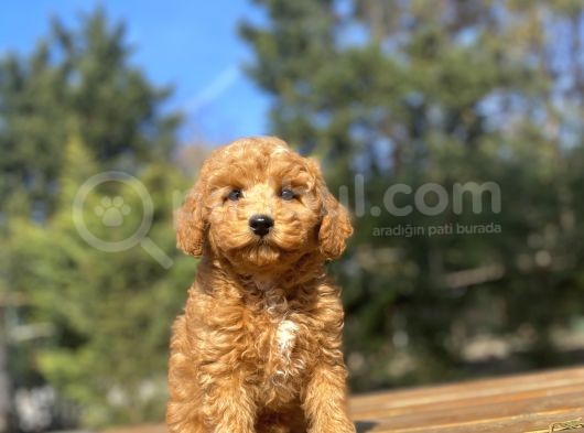 A Kali̇te Aşili Toy Poodle Bebekler görsel