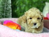 F1 Mi̇ni̇ Malti̇poo Yavrular