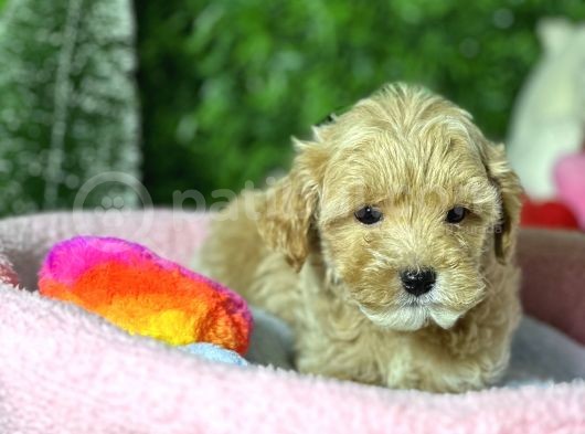 F1 Mi̇ni̇ Malti̇poo Yavrular görsel