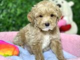 F1 Mi̇ni̇ Malti̇poo Yavrular