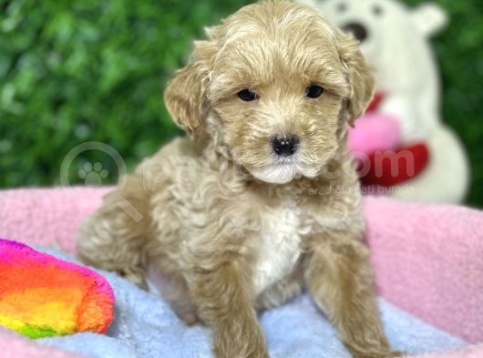 F1 Mi̇ni̇ Malti̇poo Yavrular görsel
