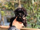 Son Kalan Erkek Maltipoo Yavrum