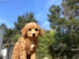 A KALİTE AŞILI TOY POODLE BEBEKLER