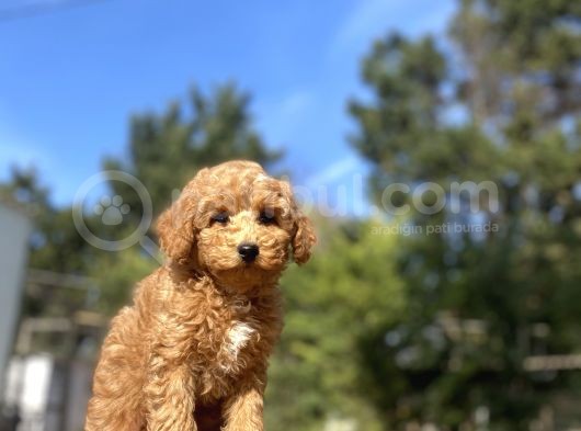 A Kali̇te Aşili Toy Poodle Bebekler