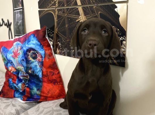 Orjinal Çikolata Labrador Bebekler görsel