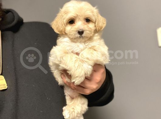 Çi̇ftli̇ği̇mi̇zden Malti̇poo Bebekler Anti̇alerji̇k