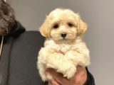 Çi̇ftli̇ği̇mi̇zden Malti̇poo Bebekler Anti̇alerji̇k