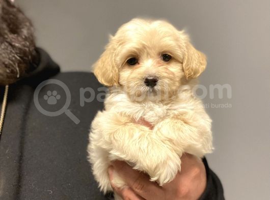Çi̇ftli̇ği̇mi̇zden Malti̇poo Bebekler Anti̇alerji̇k görsel