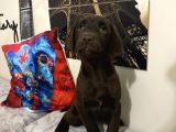 Orjinal Çikolata Labrador Bebekler