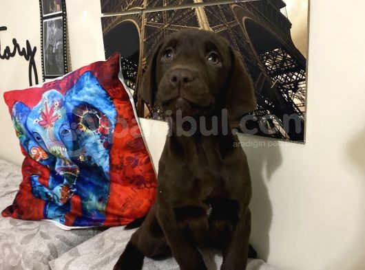 Orjinal Çikolata Labrador Bebekler görsel