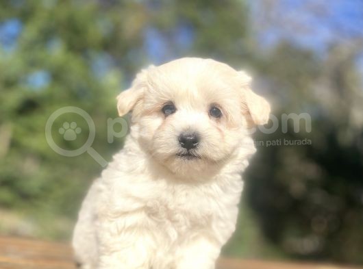 Sevi̇mli̇ Malti̇poo Bebekler