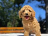 Aşili Sevi̇mli̇ Toy Poodle Bebekler