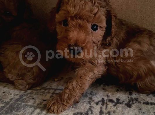 A Scr Toy Poodle Muhteşem Bebekler görsel
