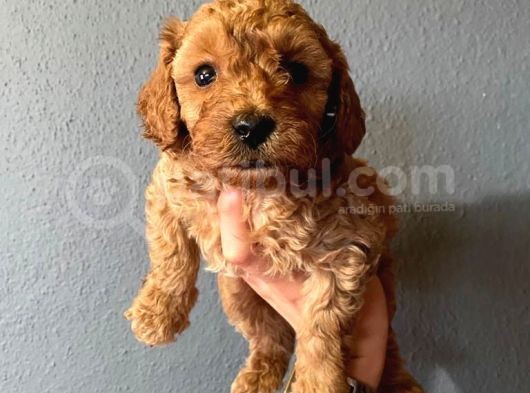 A Scr Toy Poodle Muhteşem Bebekler görsel