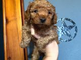A Scr Toy Poodle Muhteşem Bebekler