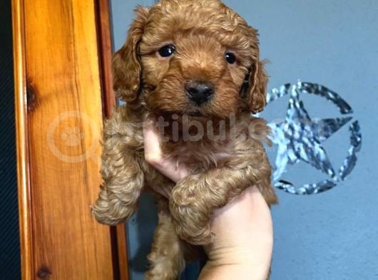 A Scr Toy Poodle Muhteşem Bebekler görsel