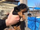 A Kalite Safkan Doberman Yavruları
