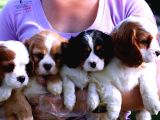 Vonalpet Garanti̇si̇yle Mükemmel Kali̇tede Cavali̇er Ki̇ng Charles  Yavrularimiz