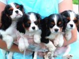 Vonalpet Garanti̇si̇yle Mükemmel Kali̇tede Cavali̇er Ki̇ng Charles  Yavrularimiz