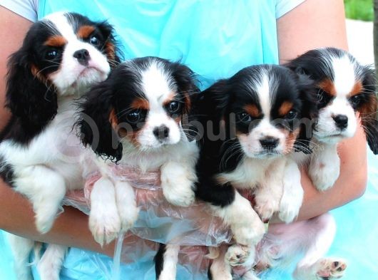 Vonalpet Garanti̇si̇yle Mükemmel Kali̇tede Cavali̇er Ki̇ng Charles  Yavrularimiz görsel