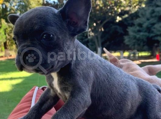 Vonalpet Garanti̇si̇yle Mükemmel Kali̇tede Blue  French Bulldog  Yavrularimiz görsel