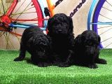 Resmi̇ Üreti̇ci̇den Si̇yah Toy Poodle Yavrular