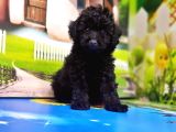 MÜKEMMEL KALİTEDE SİYAH TOY POODLE YAVRU