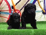 Resmi̇ Üreti̇ci̇den Si̇yah Toy Poodle Yavrular
