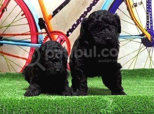 Resmi̇ Üreti̇ci̇den Si̇yah Toy Poodle Yavrular görsel