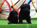 Resmi̇ Üreti̇ci̇den Si̇yah Toy Poodle Yavrular