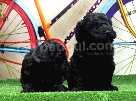 Resmi̇ Üreti̇ci̇den Si̇yah Toy Poodle Yavrular görsel