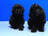 Irk Ve Sağlik Garanti̇si̇ İle Si̇yah Toy Poodle Yavrular