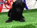 Resmi̇ Üreti̇ci̇den Si̇yah Toy Poodle Yavrular