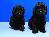 IRK VE SAĞLIK GARANTİSİ İLE SİYAH TOY POODLE YAVRULAR