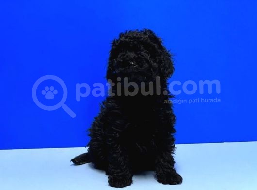 Irk Ve Sağlik Garanti̇si̇ İle Si̇yah Toy Poodle Yavrular görsel