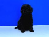 Irk Ve Sağlik Garanti̇si̇ İle Si̇yah Toy Poodle Yavrular