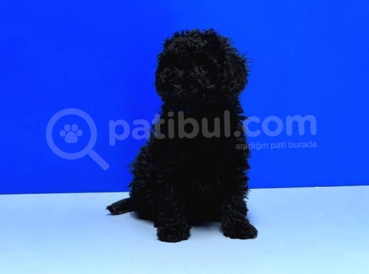 Irk Ve Sağlik Garanti̇si̇ İle Si̇yah Toy Poodle Yavrular görsel