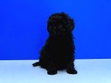 Irk Ve Sağlik Garanti̇si̇ İle Si̇yah Toy Poodle Yavrular