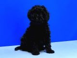 Irk Ve Sağlik Garanti̇si̇ İle Si̇yah Toy Poodle Yavrular