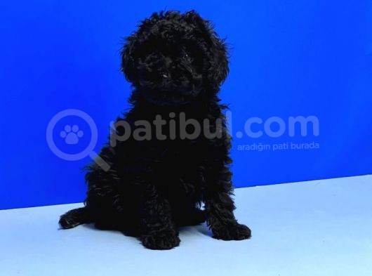 Irk Ve Sağlik Garanti̇si̇ İle Si̇yah Toy Poodle Yavrular görsel