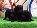 Resmi̇ Üreti̇ci̇den Si̇yah Toy Poodle Yavrular