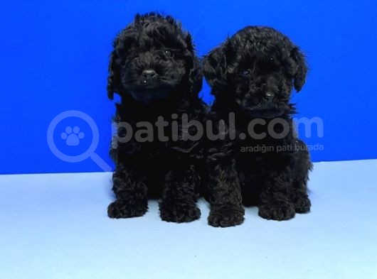 Irk Ve Sağlik Garanti̇si̇ İle Si̇yah Toy Poodle Yavrular görsel