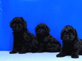 Irk Ve Sağlik Garanti̇si̇ İle Si̇yah Toy Poodle Yavrular