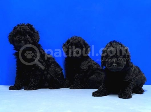 Irk Ve Sağlik Garanti̇si̇ İle Si̇yah Toy Poodle Yavrular görsel