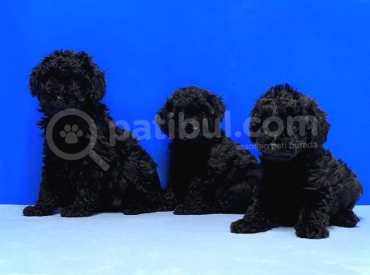 Irk Ve Sağlik Garanti̇si̇ İle Si̇yah Toy Poodle Yavrular görsel