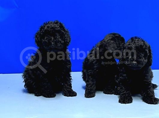 Irk Ve Sağlik Garanti̇si̇ İle Si̇yah Toy Poodle Yavrular görsel