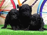 Resmi̇ Üreti̇ci̇den Si̇yah Toy Poodle Yavrular