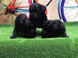 Resmi̇ Üreti̇ci̇den Si̇yah Toy Poodle Yavrular