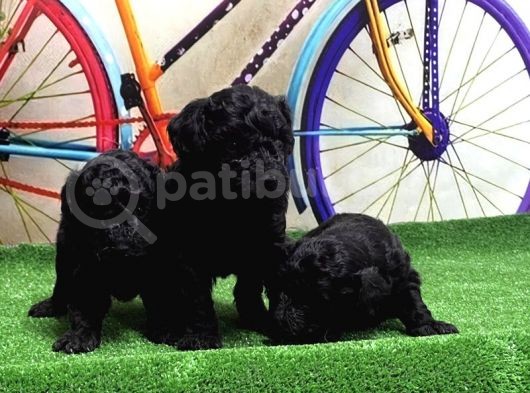 Resmi̇ Üreti̇ci̇den Si̇yah Toy Poodle Yavrular görsel